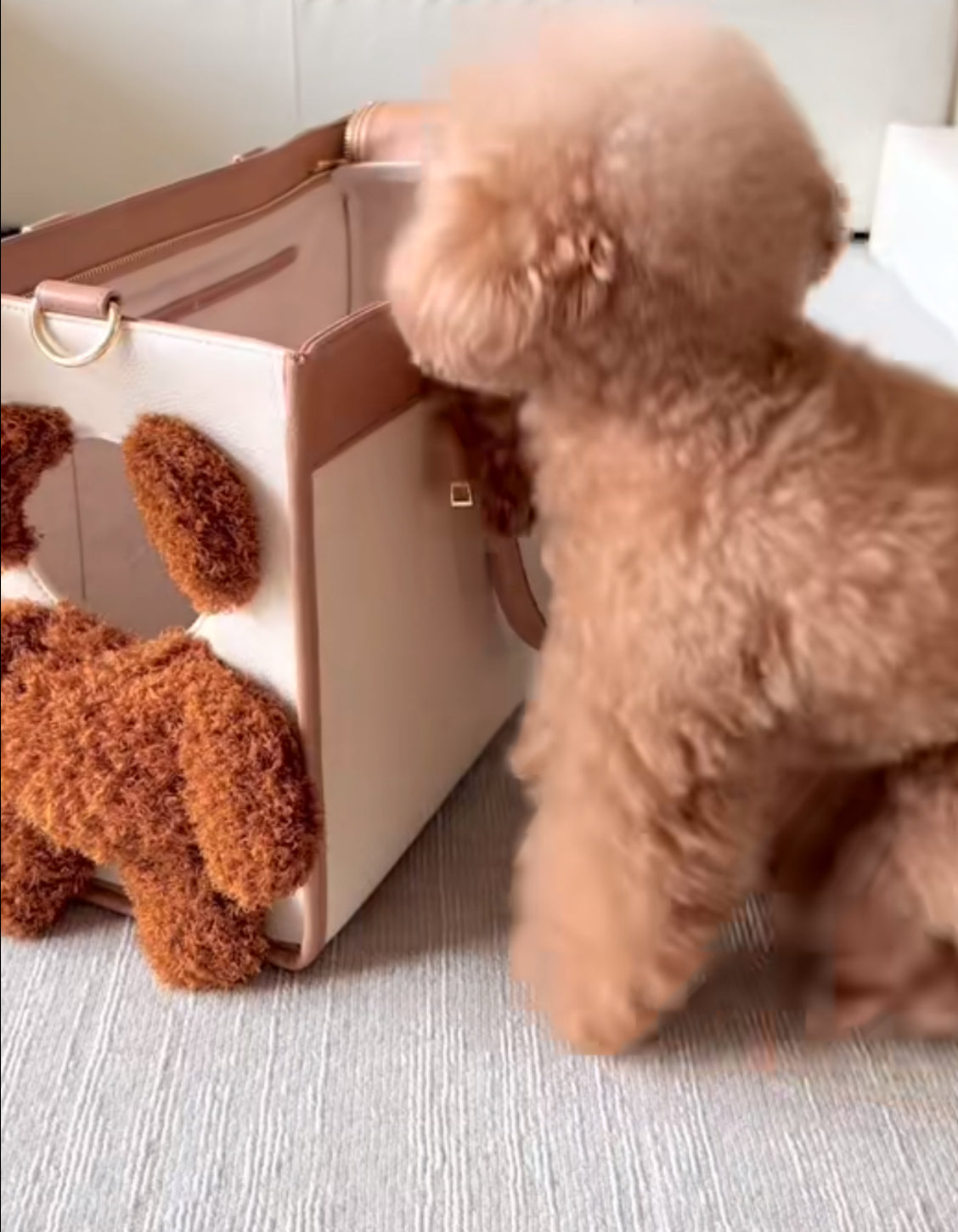 Teddy Pup Peek Carrier